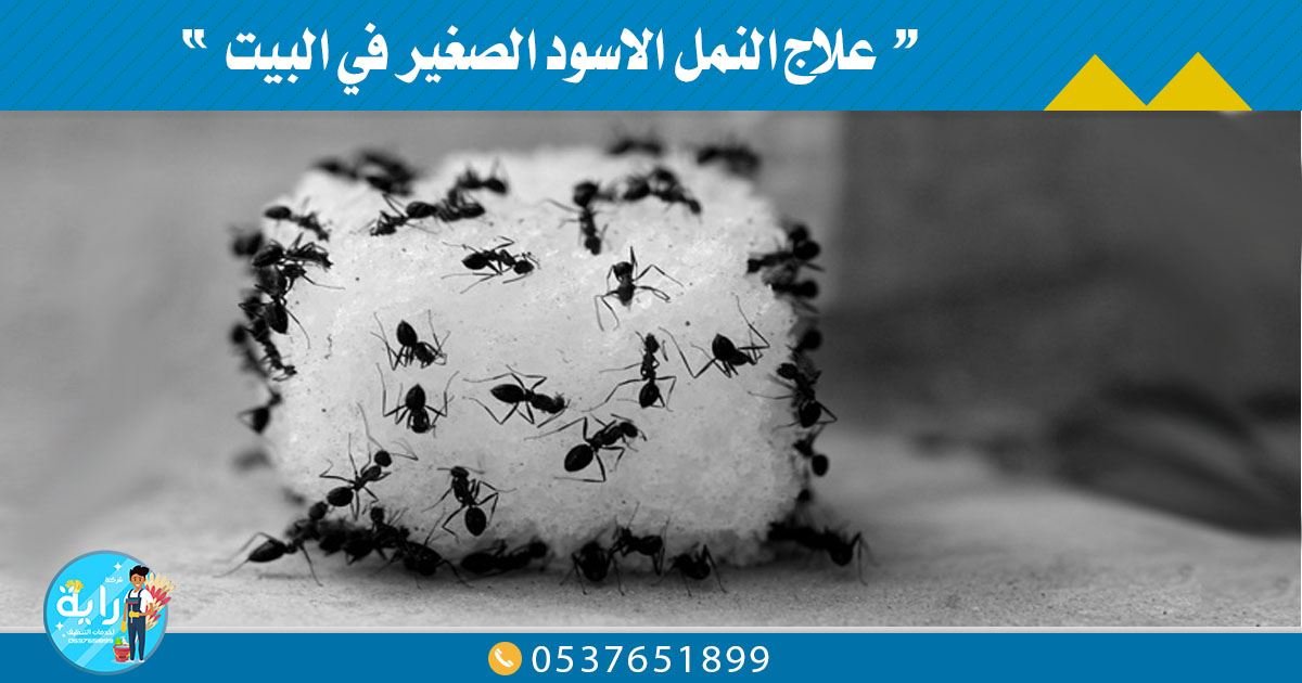 علاج النمل الاسود الصغير في البيت